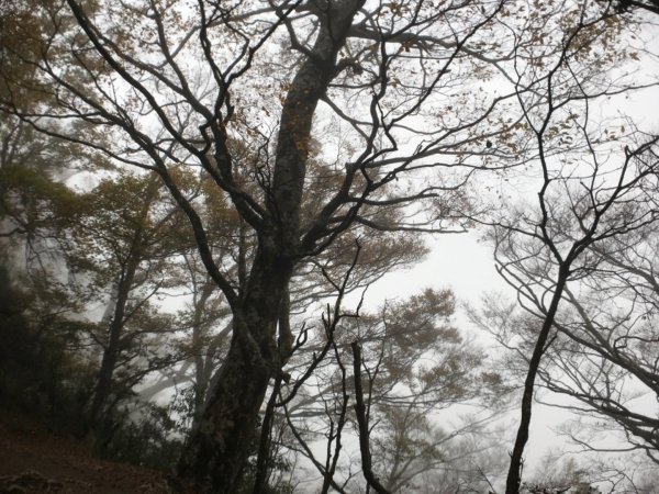 迷霧中的山毛櫸465349