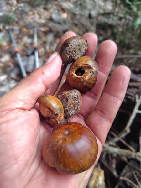 多納六秀 足母山 鬼斧神工一線天 德德山2953034