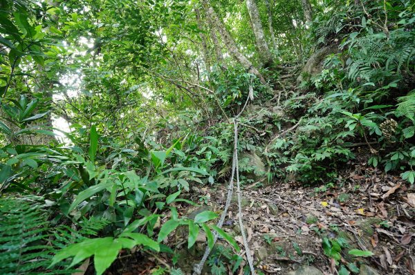 新北 烏來 烏來山、大桶山、四崁水山2829232