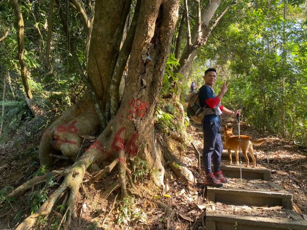 風櫃斗.牛稠坑.二坪山古道【遙知不是雪，為有暗香來】2703868