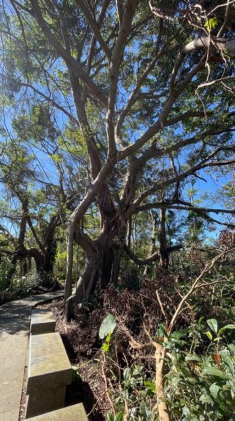 微笑山⛰️線-大棟-二格山-五分山-天上山-鳶山💎12條步道完成💙2834148