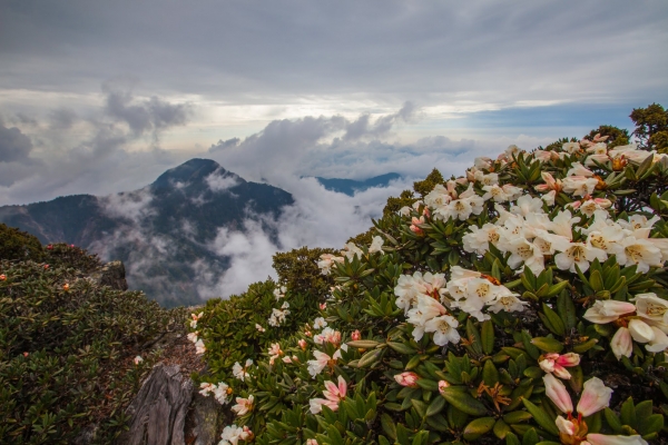 臺灣最高的杜鵑花 -玉山北峰，圓峰杜鵑花況42168