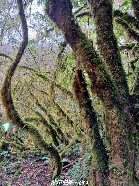 【宜蘭大同】走入南山部落魔法森林秘境。 羅葉尾溪步道2022022