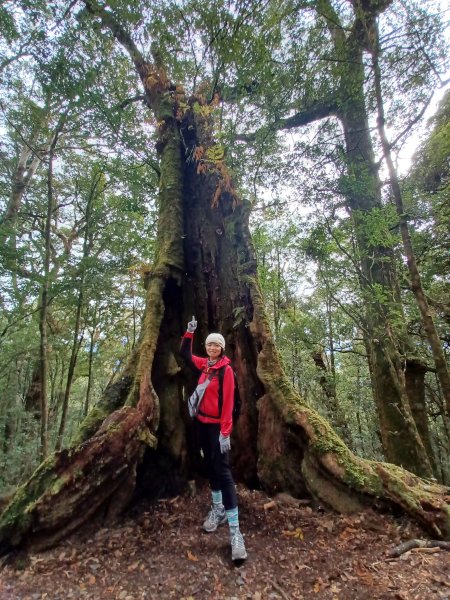 【台中和平】巧遇藍腹鷴帝雉。 稍來山步道2749903