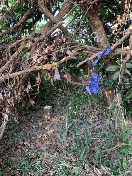 20251115高雄大坪頂2938123