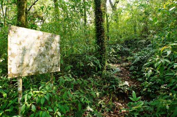 新北 烏來 志良久山3035161