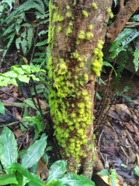 鳳鳴古道 鳳鳴山 南隘勇（南長城）古道 三湖山 八達嶺（龍骨）古道 綠色古道 延平古道2975334