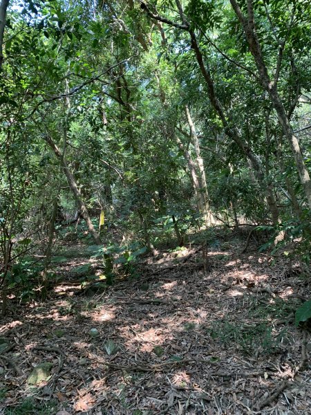 20251122高雄竹山口山2945313