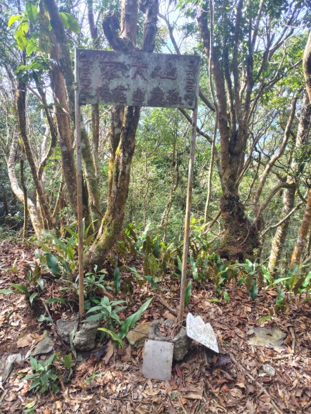 多納六秀 京大山2957597