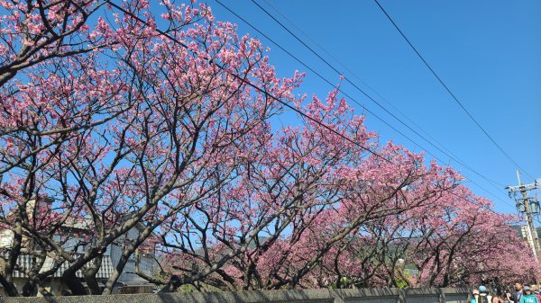 2025-0130溪和宮-大崎頭步道-鵝尾山-平溪步道-鵝尾山水田-42巷-溪山百年古圳-平菁步道2701957