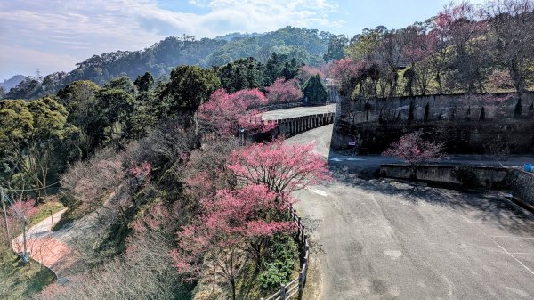 貓貍山.協雲宮,青青草原2701159