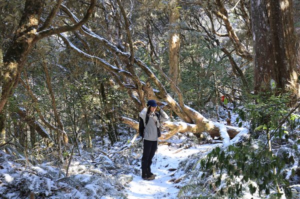 【塔曼山】雪季的糖霜白雪森林1236582