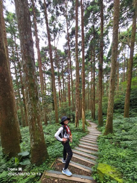 桃園小百岳東眼山(H1212m)2844634