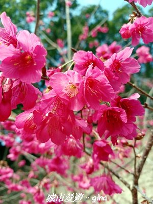 【苗栗獅潭】天晴賞花趣。 協雲宮櫻花步道x獅潭鄉神秘小徑x獅潭義民廟x銅鑼炮仗花海公園2999187