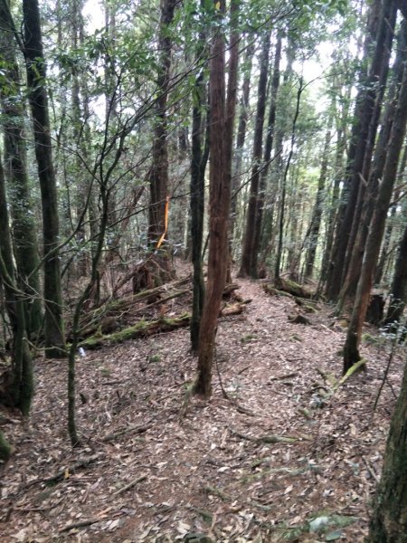 谷關七雄：八唐縱走(八仙山、唐麻丹山)1507630