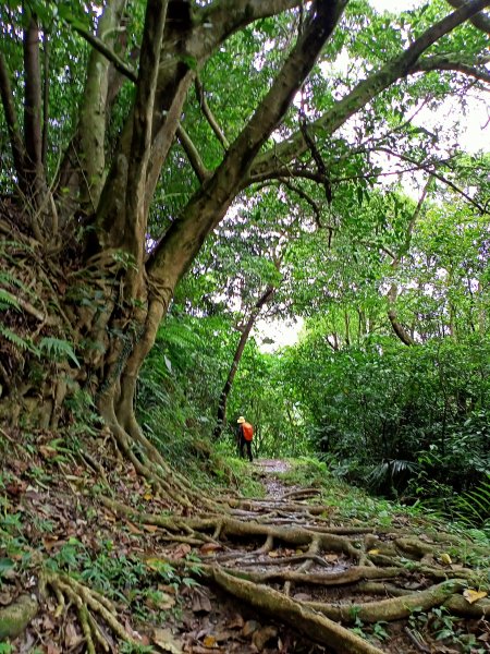 【白金縱走】內湖白鷺鷥山→汐止金龍湖（2-1 內湖區大湖公園→北天宮竹夢園）1701652