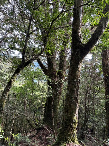 越嶺古道有神木的卡拉寶山2179850