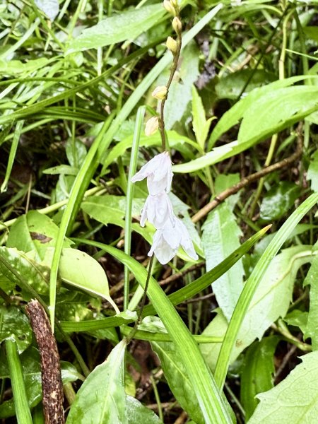 雙流帽子山悠遊  2025.01.032688549