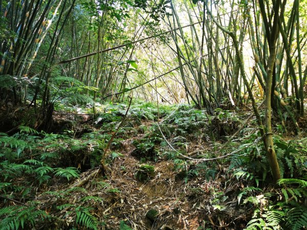 九華山福德宮-平溪子山-台和煤礦-北43鄉道-106縣道2907763