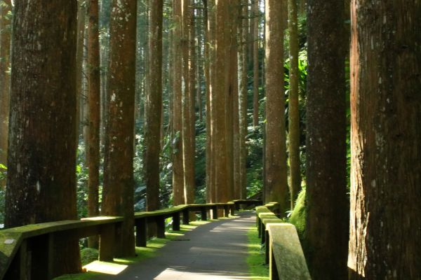 奮起湖台灣杉森林棧道194433
