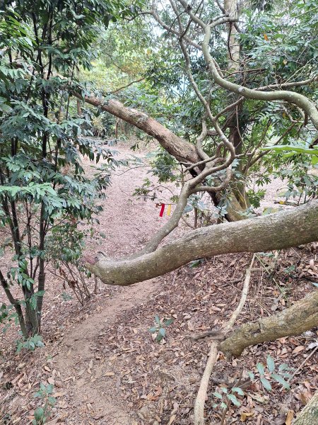 烏山嶺水利古道+鳥子嶺O型2967456