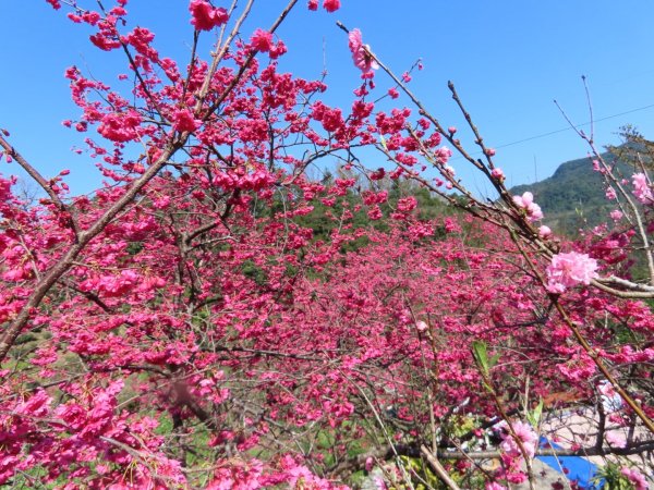 樟樹步道登山口前的［櫻花］（2024/2/14）2433391