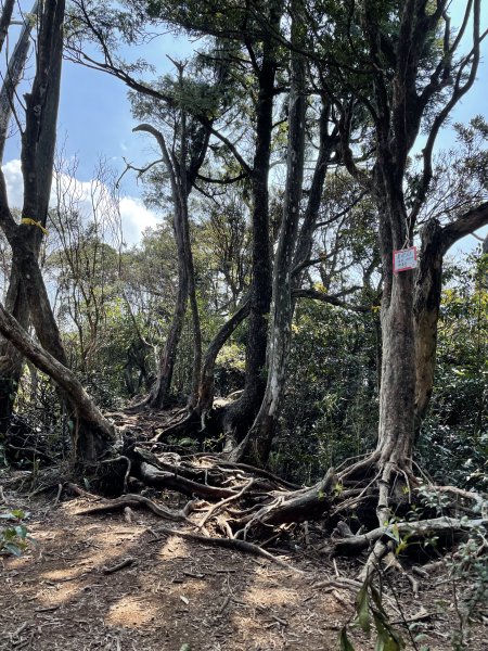 2020/03/12 那結山＆貴妃山 O形縱走1650328