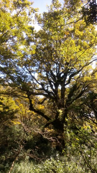 太平山山毛櫸步道→銅山445993