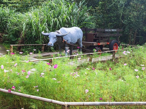 臺北大縱走第七段：世界山莊至飛龍步道政大後山2811696