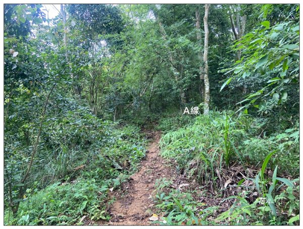 大克山 南稜線A上B下 (卓蘭最高峰)2825456