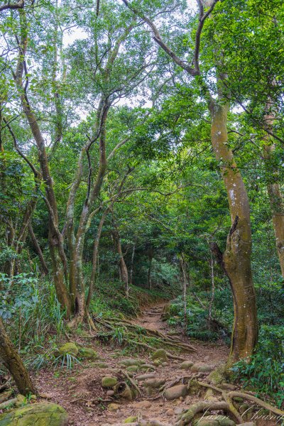 [新竹]飛鳳山2512101