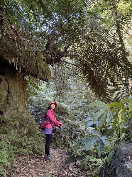 鳴鳳山-錫隘古道大O繞-202601252991404