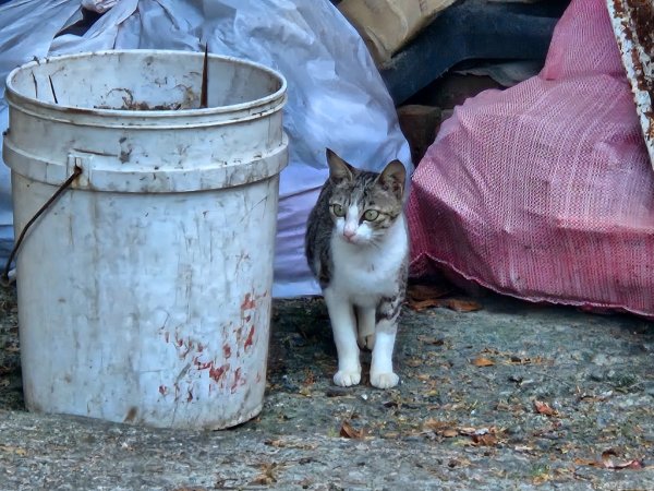 石牛山（小百岳）2909973