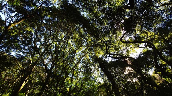 20260125 陽明山前後山健行(無極天元宮~山仔頂步道.向天池.向天山.面天山.二子坪)2997974