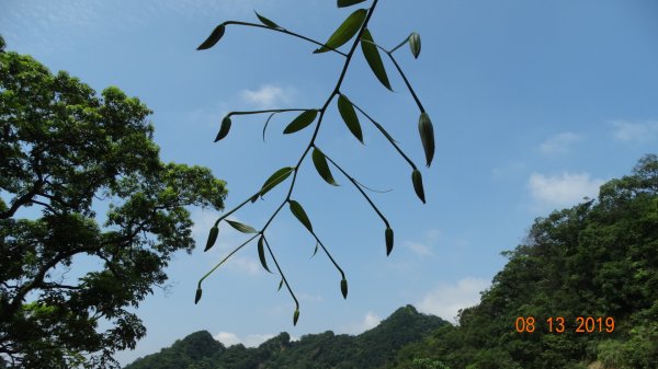 台灣原生種  - 艷紅鹿子百合650422