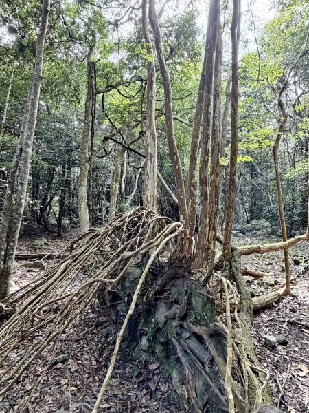 白毛山 逆O繞 202609203123110