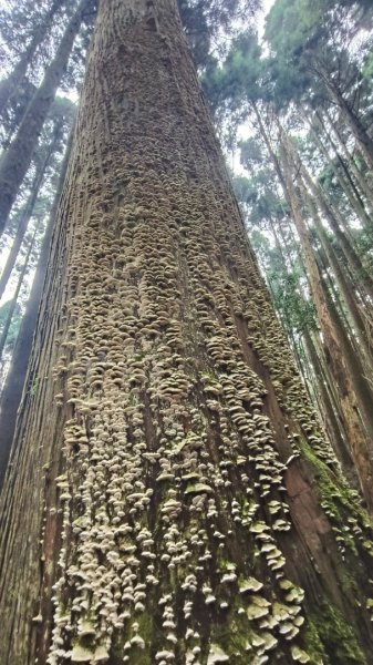 大混李棟重訓2883623