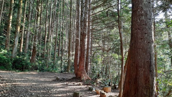 《台中》水晶蘭再現｜鳶嘴西稜線長壽山醜崠山二連峰來回202203201648924