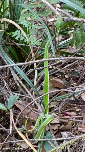 20250420古魯古道-大元山-大元國小2767393