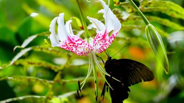 微笑山線銀河洞越嶺段