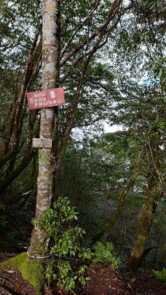 屯野生台山、石麻達山2993170