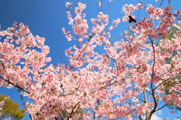 拉拉山的櫻花286595