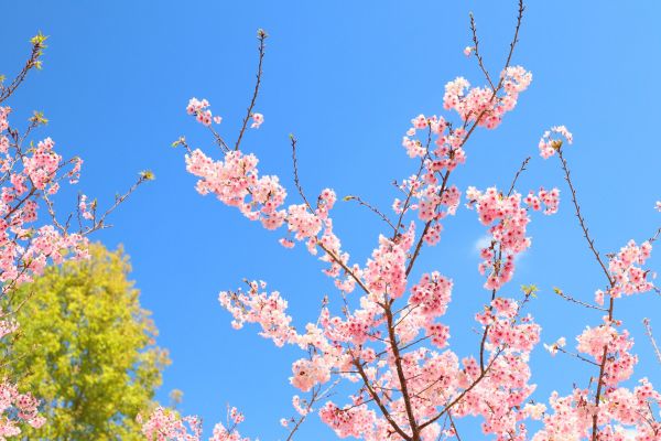 拉拉山的櫻花286508