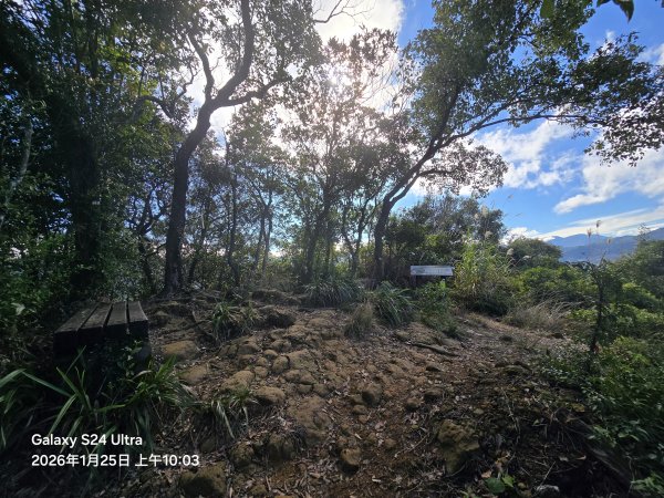 2026-01-25微笑山線：【天上山系】望月亭桐花段2988219