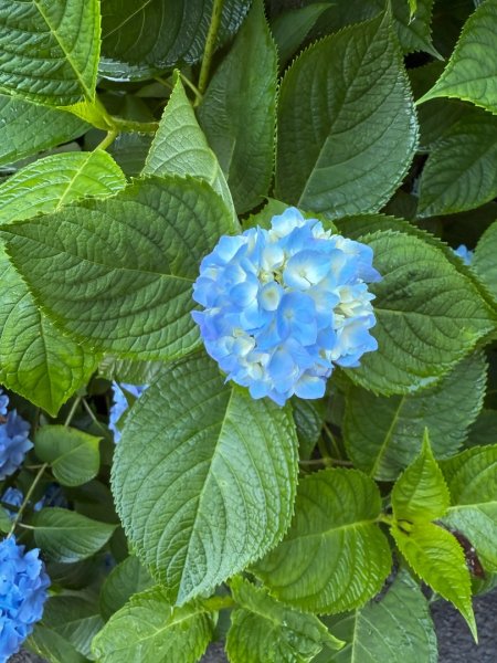 鹿屈山-三大障礙心好累，繡球花-杉林溪賞花趣2816461