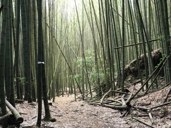 尋訪鳶嘴西稜香杉與桂竹袐境長壽山大崠山545981