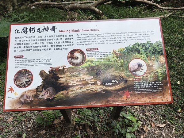 [百山百鳥尋旅-09/15] 2025_0920 滿月圓國家森林遊樂區步道群2893071