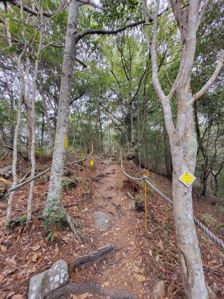 2025.11.30 谷關七雄 No.4 波津加山，不給休的蜂2952129