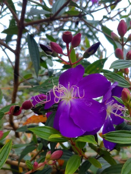 苗栗關刀山2975057