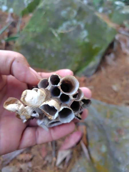 唐麻丹山 蝴蝶谷2918792